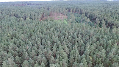 Aerial View Over The Forest 12