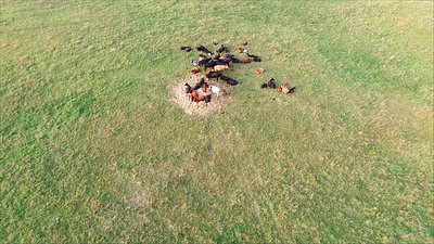 Flight Over Cows In Meadow 2