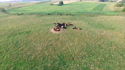 Flight Over Cows In Meadow 3