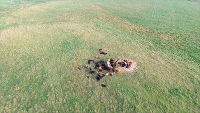 Flight Over Cows In Meadow 5
