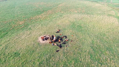 Flight Over Cows In Meadow 6
