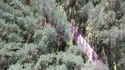 Flight Over The Forest And Gravel Road 1